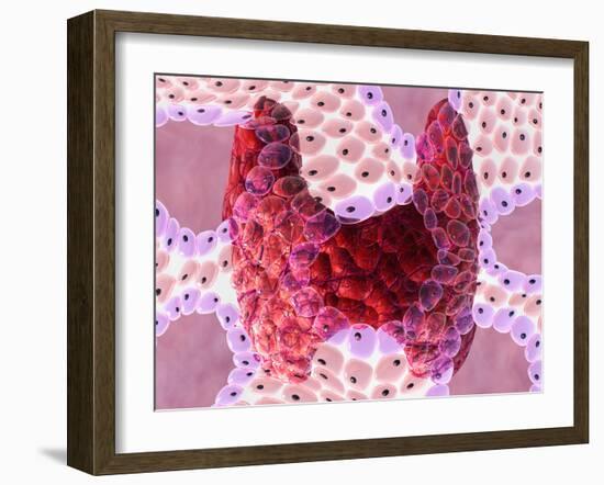 Thyroid Follicles-David Mack-Framed Photographic Print