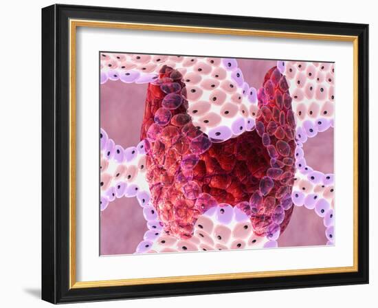 Thyroid Follicles-David Mack-Framed Photographic Print