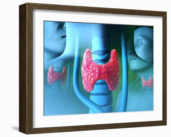 Thyroid Gland-David Mack-Framed Photographic Print