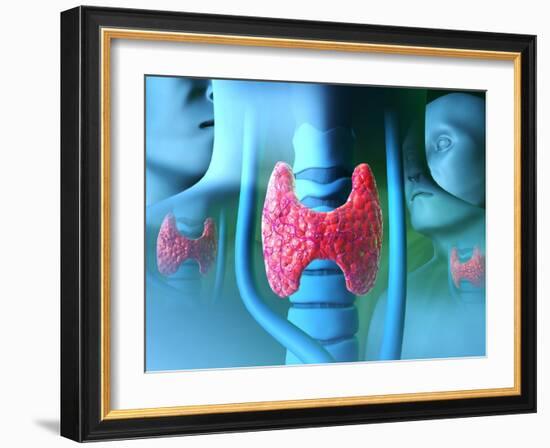 Thyroid Gland-David Mack-Framed Photographic Print