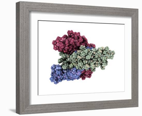 Thyroid-stimulating Hormone Molecule-Laguna Design-Framed Photographic Print