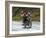 Tibetan Family Traveling on Motorbike in the Mountains, East Himalayas, Tibet, China-Keren Su-Framed Photographic Print