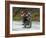 Tibetan Family Traveling on Motorbike in the Mountains, East Himalayas, Tibet, China-Keren Su-Framed Photographic Print