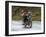 Tibetan Family Traveling on Motorbike in the Mountains, East Himalayas, Tibet, China-Keren Su-Framed Photographic Print