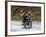 Tibetan Family Traveling on Motorbike in the Mountains, East Himalayas, Tibet, China-Keren Su-Framed Photographic Print