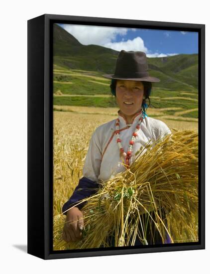 Tibetan Farmer Harvesting Barley, East Himalayas, Tibet, China-Keren Su-Framed Premier Image Canvas