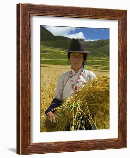 Tibetan Farmer Harvesting Barley, East Himalayas, Tibet, China-Keren Su-Framed Photographic Print