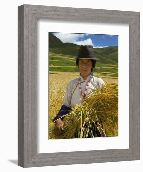 Tibetan Farmer Harvesting Barley, East Himalayas, Tibet, China-Keren Su-Framed Photographic Print