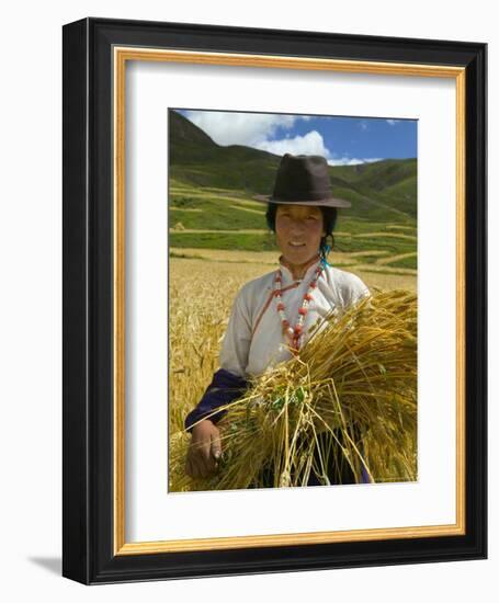 Tibetan Farmer Harvesting Barley, East Himalayas, Tibet, China-Keren Su-Framed Photographic Print