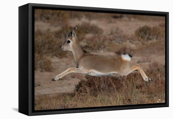 Tibetan gazelle leaping, in mid air, Tibetan Plateau, China-Staffan Widstrand / Wild Wonders of China-Framed Premier Image Canvas