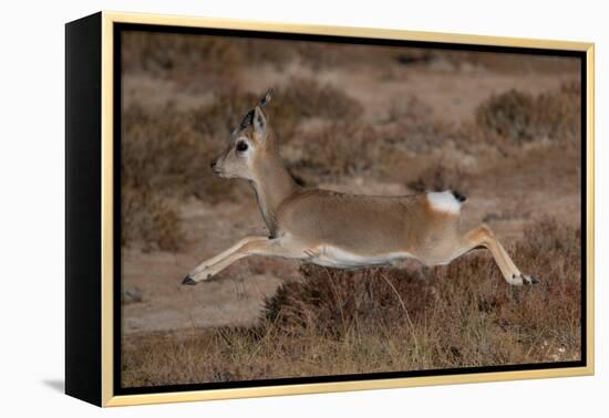 Tibetan gazelle leaping, in mid air, Tibetan Plateau, China-Staffan Widstrand / Wild Wonders of China-Framed Premier Image Canvas