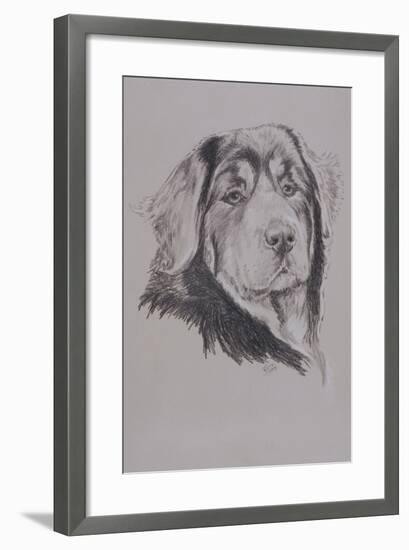 Tibetan Mastiff-Barbara Keith-Framed Giclee Print