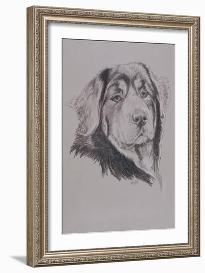 Tibetan Mastiff-Barbara Keith-Framed Giclee Print