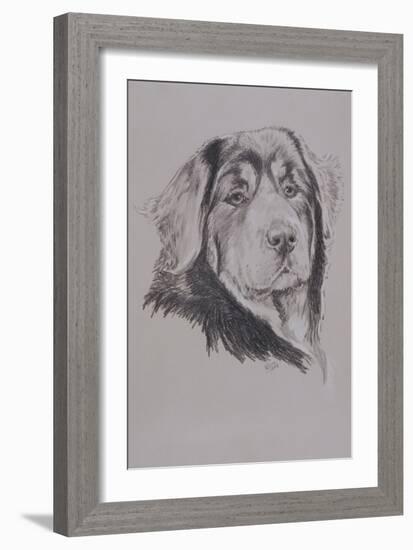 Tibetan Mastiff-Barbara Keith-Framed Giclee Print