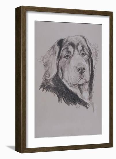 Tibetan Mastiff-Barbara Keith-Framed Giclee Print