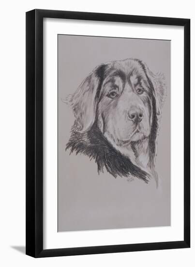 Tibetan Mastiff-Barbara Keith-Framed Giclee Print