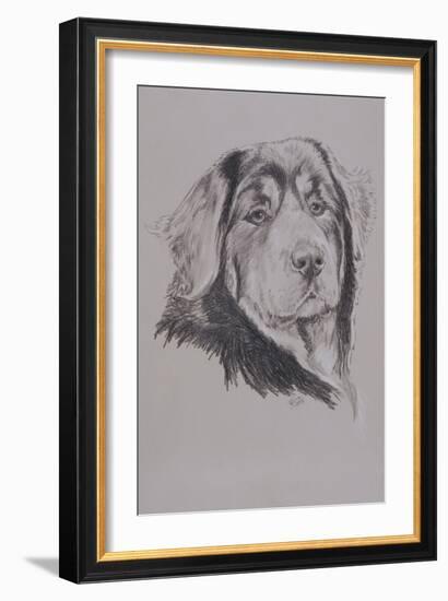 Tibetan Mastiff-Barbara Keith-Framed Giclee Print