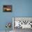 Tibetan Pilgrims on the High Plateau at Dusk, Tibet-Keren Su-Framed Premier Image Canvas displayed on a wall