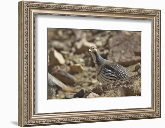 Tibetan Snowcock (Tetraogallus Tibetanus) Mount Qomolangma National Park-Dong Lei-Framed Photographic Print