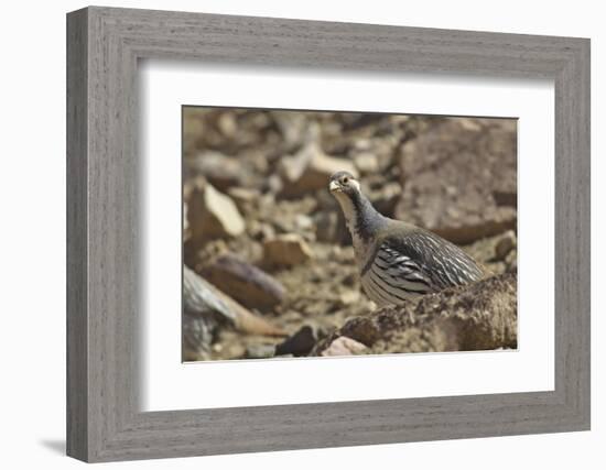 Tibetan Snowcock (Tetraogallus Tibetanus) Mount Qomolangma National Park-Dong Lei-Framed Photographic Print