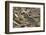 Tibetan Snowcock (Tetraogallus Tibetanus) Mount Qomolangma National Park-Dong Lei-Framed Photographic Print