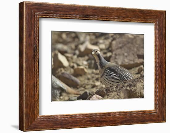 Tibetan Snowcock (Tetraogallus Tibetanus) Mount Qomolangma National Park-Dong Lei-Framed Photographic Print