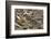 Tibetan Snowcock (Tetraogallus Tibetanus) Mount Qomolangma National Park-Dong Lei-Framed Photographic Print