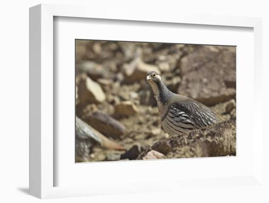 Tibetan Snowcock (Tetraogallus Tibetanus) Mount Qomolangma National Park-Dong Lei-Framed Photographic Print