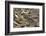 Tibetan Snowcock (Tetraogallus Tibetanus) Mount Qomolangma National Park-Dong Lei-Framed Photographic Print