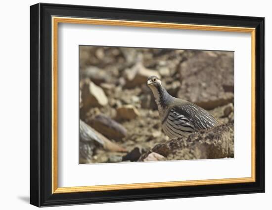 Tibetan Snowcock (Tetraogallus Tibetanus) Mount Qomolangma National Park-Dong Lei-Framed Photographic Print