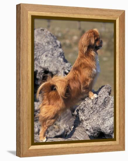 Tibetan Spaniel Perching on Rocks for a Better View-Adriano Bacchella-Framed Premier Image Canvas