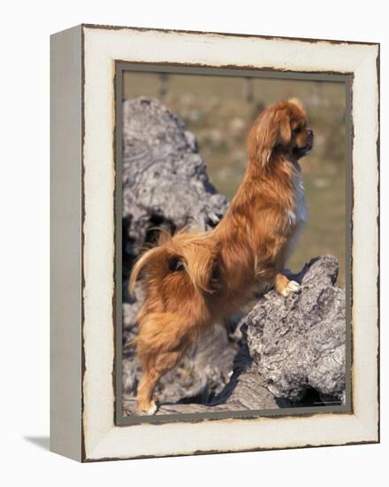 Tibetan Spaniel Perching on Rocks for a Better View-Adriano Bacchella-Framed Premier Image Canvas