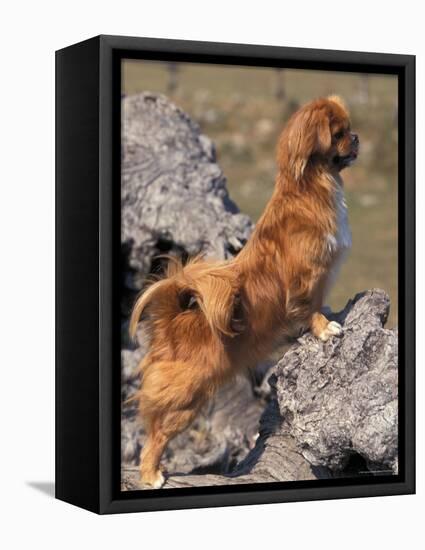 Tibetan Spaniel Perching on Rocks for a Better View-Adriano Bacchella-Framed Premier Image Canvas