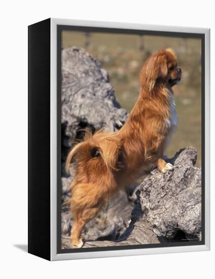 Tibetan Spaniel Perching on Rocks for a Better View-Adriano Bacchella-Framed Premier Image Canvas