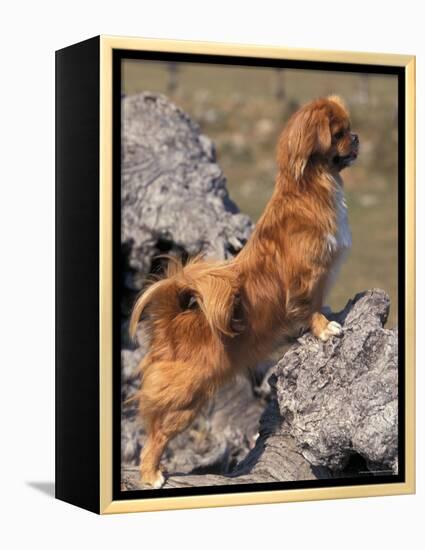 Tibetan Spaniel Perching on Rocks for a Better View-Adriano Bacchella-Framed Premier Image Canvas