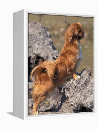 Tibetan Spaniel Perching on Rocks for a Better View-Adriano Bacchella-Framed Premier Image Canvas