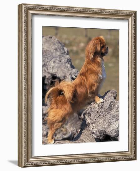 Tibetan Spaniel Perching on Rocks for a Better View-Adriano Bacchella-Framed Photographic Print