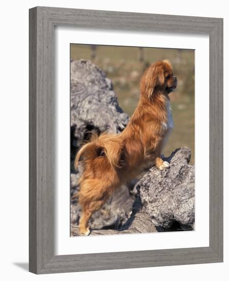 Tibetan Spaniel Perching on Rocks for a Better View-Adriano Bacchella-Framed Photographic Print