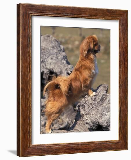 Tibetan Spaniel Perching on Rocks for a Better View-Adriano Bacchella-Framed Photographic Print