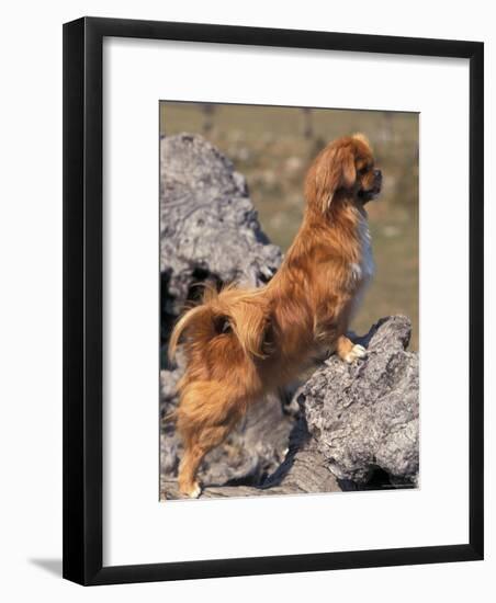 Tibetan Spaniel Perching on Rocks for a Better View-Adriano Bacchella-Framed Photographic Print