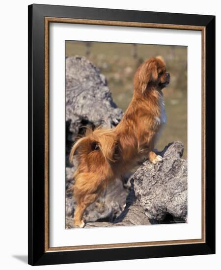 Tibetan Spaniel Perching on Rocks for a Better View-Adriano Bacchella-Framed Photographic Print