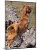 Tibetan Spaniel Perching on Rocks for a Better View-Adriano Bacchella-Mounted Photographic Print