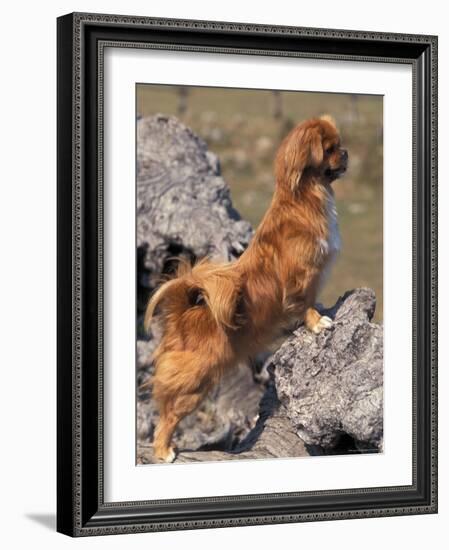 Tibetan Spaniel Perching on Rocks for a Better View-Adriano Bacchella-Framed Photographic Print