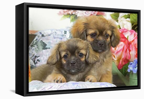 Tibetan Spaniel Two Puppies with Flowers-null-Framed Premier Image Canvas