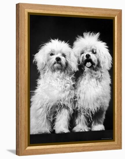 Tibetan Terrier Dogs-Hank Walker-Framed Premier Image Canvas