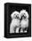 Tibetan Terrier Dogs-Hank Walker-Framed Premier Image Canvas