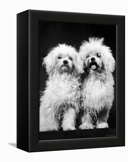 Tibetan Terrier Dogs-Hank Walker-Framed Premier Image Canvas