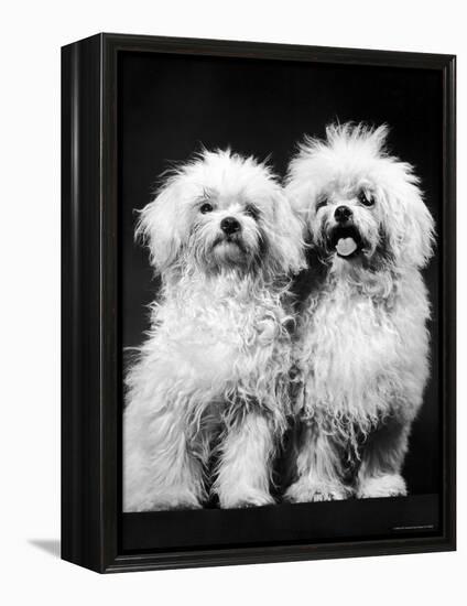 Tibetan Terrier Dogs-Hank Walker-Framed Premier Image Canvas