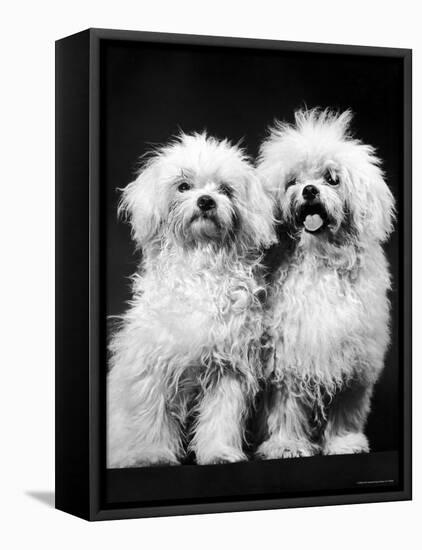 Tibetan Terrier Dogs-Hank Walker-Framed Premier Image Canvas