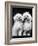 Tibetan Terrier Dogs-Hank Walker-Framed Photographic Print